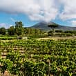 Organic "Classico" Wine Tasting with Lunch on Vesuvius