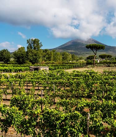 Organic "Classico" Wine Tasting with Lunch on Vesuvius