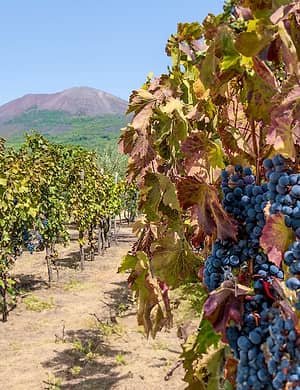Wine Tour on the Slopes of Mt Vesuvius - Car and Driver