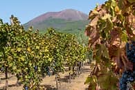 Wine tour privato ai piedi del Vesuvio (auto e driver)