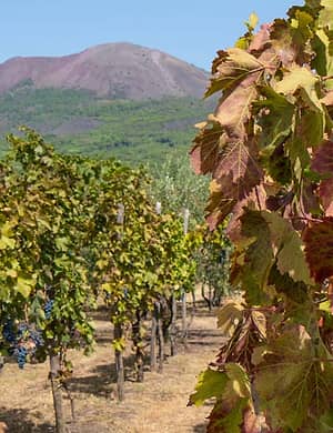 Wine tour privato ai piedi del Vesuvio (auto e driver)