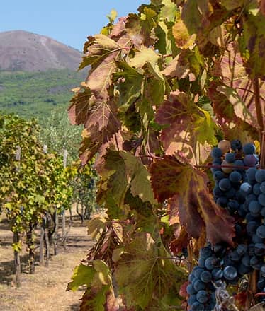 Wine Tour on the Slopes of Mount Vesuvius