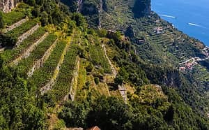 Wineries on the Amalfi Coast