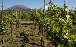 Wine Tours on the Amalfi Coast and Mt. Vesuvius