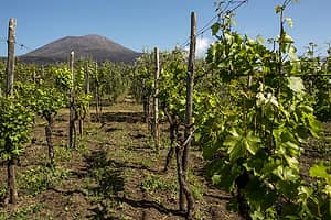 Wine Tour in Costiera Amalfitana e sul Vesuvio