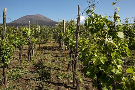 Wine Tours on the Amalfi Coast and Mt. Vesuvius