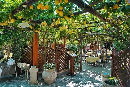 Dining Under a Canopy of Lemons